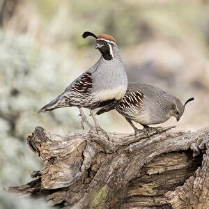 USA, Arizona, Buckeye. Male and female Gambels quail on log