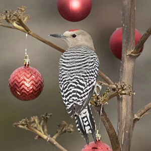 USA, Arizona, Buckeye. Male gila woodpecker on decorated stalk at Christmas time