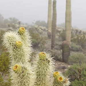 USA, Arizona, Buckeye. Saguaro and cholla cacti in fog. Credit as