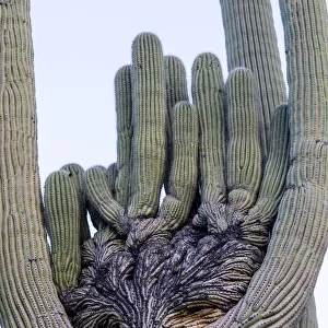 USA, Arizona, Catalina State Park, saguaro cactus, Carnegiea gigantea