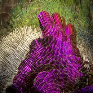 USA, Arizona. Close-up of hummingbird feather pattern. Credit as