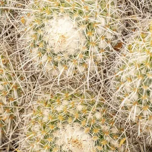 USA, Arizona. Close-up of mammillaria cacti. ©Cathy & Gordon Illg / Jaynes Gallery / DanitaDelimont.com USA, Arizona. Close-up of mammillaria cacti. ©Cathy & Gordon Illg / Jaynes Gallery / DanitaDelimont.com