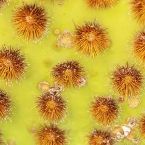 USA, Arizona. Cowboy whiskers on prickly pear cactus. ©Cathy & Gordon Illg / Jaynes Gallery / DanitaDelimont.com USA, Arizona. Cowboy whiskers on prickly pear cactus. ©Cathy & Gordon Illg / Jaynes Gallery / DanitaDelimont.com