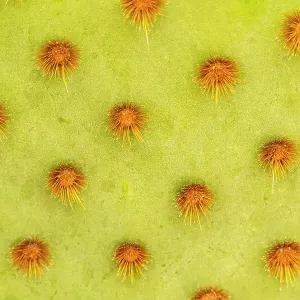 USA, Arizona. Cowboy whiskers on prickly pear cactus. ©Cathy & Gordon Illg / Jaynes Gallery / DanitaDelimont.com USA, Arizona. Cowboy whiskers on prickly pear cactus. ©Cathy & Gordon Illg / Jaynes Gallery / DanitaDelimont.com