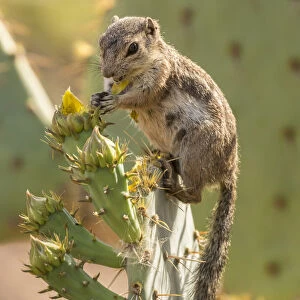 USA, Arizona, Desert Botanic Garden. Harriss ground squirrel feeding on prickly