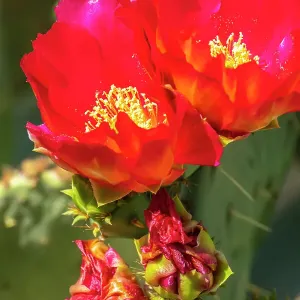 USA, Arizona, Desert Meadows Park. Pink prickly pear blossoms. ©Cathy & Gordon Illg / Jaynes Gallery / DanitaDelimont.com USA, Arizona, Desert Meadows Park. Pink prickly pear blossoms. ©Cathy & Gordon Illg / Jaynes Gallery / DanitaDelimont.com
