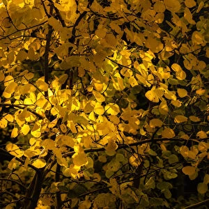 USA, Arizona, Flagstaff. Aspen tree leaves in at sunset