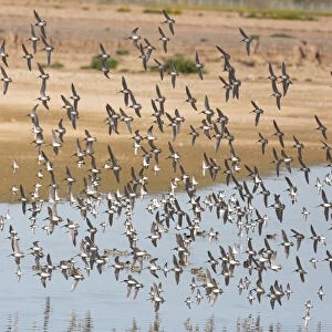 USA, Arizona, Glendale. Flock of least sandpipers flying over pond