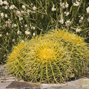 USA, Arizona, Golden Barrel Cactus