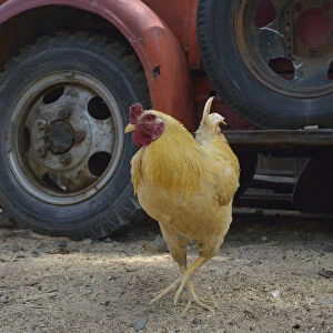 USA, Arizona, Jerome, Orange chicken walking in front of an antique truck, Gold King Mine