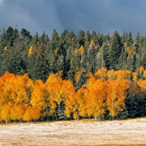 USA, Arizona, Kaibab NF. Bright gold quaking aspen and deep blue spruce appear as
