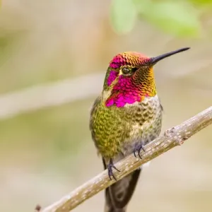 Male Annas Hummingbird Displaying Print