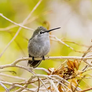 USA, Arizona, Lake Havasu City. Female Annas hummingbird on limb