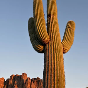 USA, Arizona, Lost Dutchman State Park, Saguaro Cactus (Carnegiea gigantean) in front