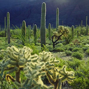USA; Arizona; Organ Pipe Cactus National Monument; Arizona Desert in Springtime
