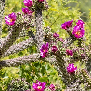 USA, Arizona, Portal. Blooming cactus. Fred Lord / Jaynes Gallery / DanitaDelimont