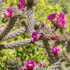 USA, Arizona, Portal. Blooming cactus. Fred Lord / Jaynes Gallery / DanitaDelimont USA, Arizona, Portal. Blooming cactus. Fred Lord / Jaynes Gallery / DanitaDelimont