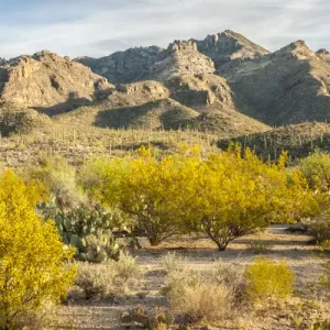 USA, Arizona, Sabino Canyon Recreation Area. Blooming palo verde trees and saguaro cacti USA, Arizona, Sabino Canyon Recreation Area. Blooming palo verde trees and saguaro cacti