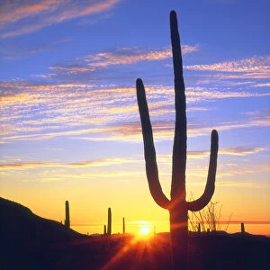 USA, Arizona, A saguaro cactus at sunset, AZ