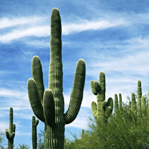 USA, Arizona, Saguaro National Park, Saguaro cacti