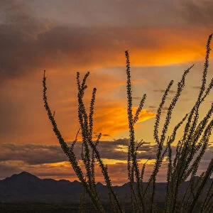 USA, Arizona, Santa Cruz County. Santa Rita Mountains and ocotillo cactus at sunset