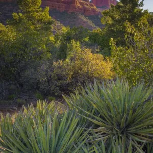 Sedona Landscape Print