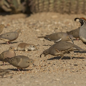 USA, Arizona, Sonoran Desert. Birds and round-tailed ground squirrel feeding. Credit as