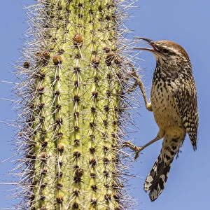 USA, Arizona, Sonoran Desert. Cactus wren perched on cactus thorns. Credit as: Cathy