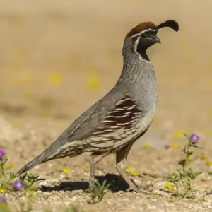 USA, Arizona, Sonoran Desert. Male Gambels quail USA, Arizona, Sonoran Desert. Male Gambels quail