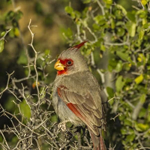 USA, Arizona, Sonoran Desert. Pyrrhyloxia bird close-up