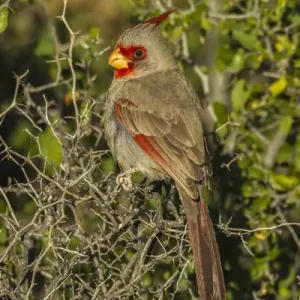 Sonoran Desert Pyrrhuloxia Close-up Print