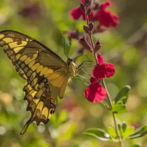 USA, Arizona, Sonoran Desert. Swallow-tailed butterfly on penstemmon flower. Credit as USA, Arizona, Sonoran Desert. Swallow-tailed butterfly on penstemmon flower. Credit as