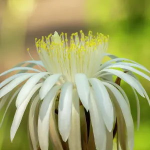 USA, Arizona, Tohono Chul. Close-up of cereus cactus blossom. ©Cathy & Gordon Illg / Jaynes Gallery / DanitaDelimont.com USA, Arizona, Tohono Chul. Close-up of cereus cactus blossom. ©Cathy & Gordon Illg / Jaynes Gallery / DanitaDelimont.com