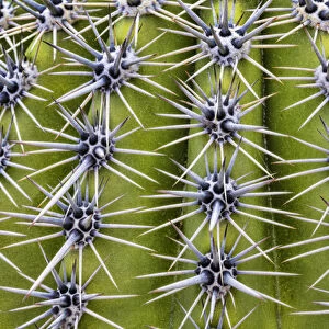 USA, Arizona, Tucson. Close-up of a barrel cactus