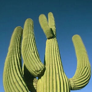 USA, Arizona, Tucson, Giant Saguaro Cactus, (Carnegiea gigantea), Saguaro National Park