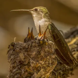 USA, Arizona, Tucson, Humming bird nest USA, Arizona, Tucson, Humming bird nest