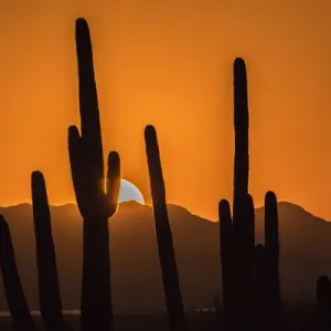 USA, Arizona, Tucson Mountain Park. Sonoran Desert at sunset USA, Arizona, Tucson Mountain Park. Sonoran Desert at sunset