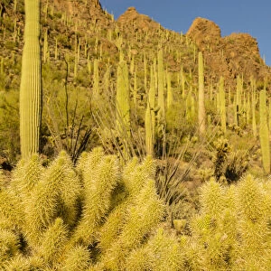USA, Arizona, Tucson Mountain Park. Sonoran Desert landscape