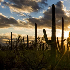 USA, Arizona, Tucson, Saguaro National Park, Tucson Mountain District