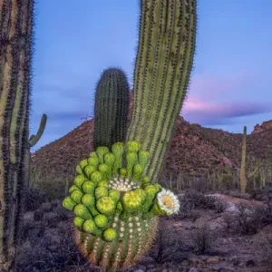 USA, Arizona, Tucson, Saguaro National Park (west) USA, Arizona, Tucson, Saguaro National Park (west)