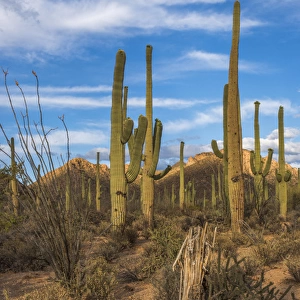 USA, Arizona, Tucson, Saguaro National Park (west)