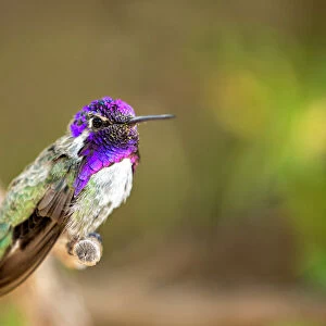 USA, Arizona, Tucson, Sonoran Desert Museum. Male Costas hummingbird perched on twig