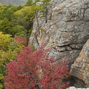 USA, Arkansas. Ozark Mountains. Autumn-hued trees beneath the steep cliffs of Sams Throne