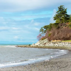 USA, Blaine, Washington State. Bright winter day gulls forage Birch Bay shoreline. British Columbia Gulf Islands and horizon USA, Blaine, Washington State. Bright winter day gulls forage Birch Bay shoreline. British Columbia Gulf Islands and horizon