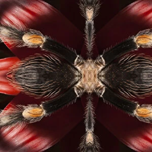 USA, California. Abstract red knee tarantula