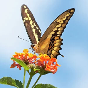 USA, California. Anise swallowtail butterfly on flower