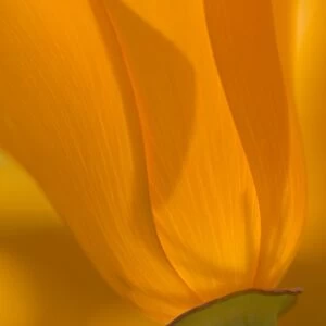 USA, California, Antelope Valley, Close-up of backlit poppy