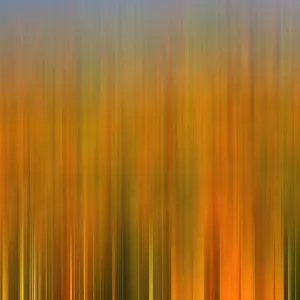 USA, California, Antelope Valley State Poppy Reserve. Blur of poppies and goldfields in field