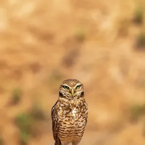 USA, California, Anza Borrego Desert State Park. Burrowing owl close-up. ©Cathy & Gordon Illg / Jaynes Gallery / DanitaDelimont.com USA, California, Anza Borrego Desert State Park. Burrowing owl close-up. ©Cathy & Gordon Illg / Jaynes Gallery / DanitaDelimont.com