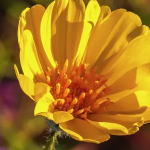 USA, California, Anza Borrego Desert State Park. Goldfields blossom close-up. ©Cathy & Gordon Illg / Jaynes Gallery / DanitaDelimont.com USA, California, Anza Borrego Desert State Park. Goldfields blossom close-up. ©Cathy & Gordon Illg / Jaynes Gallery / DanitaDelimont.com